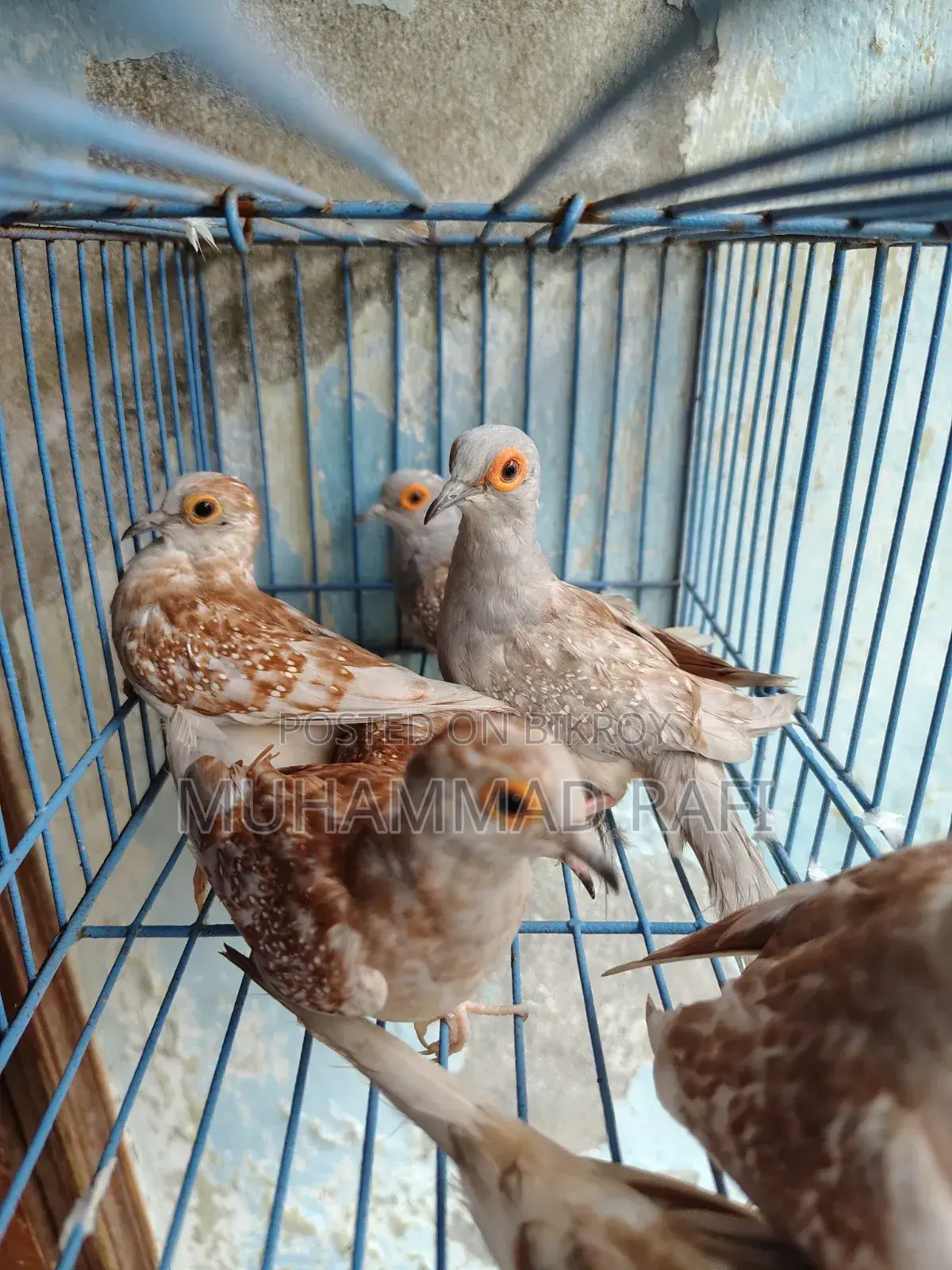 Diamond Dove