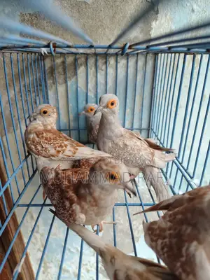 Diamond Dove