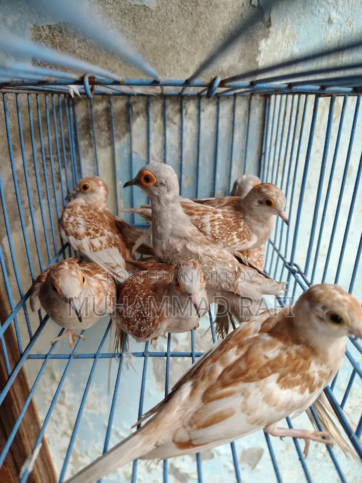 Diamond Dove