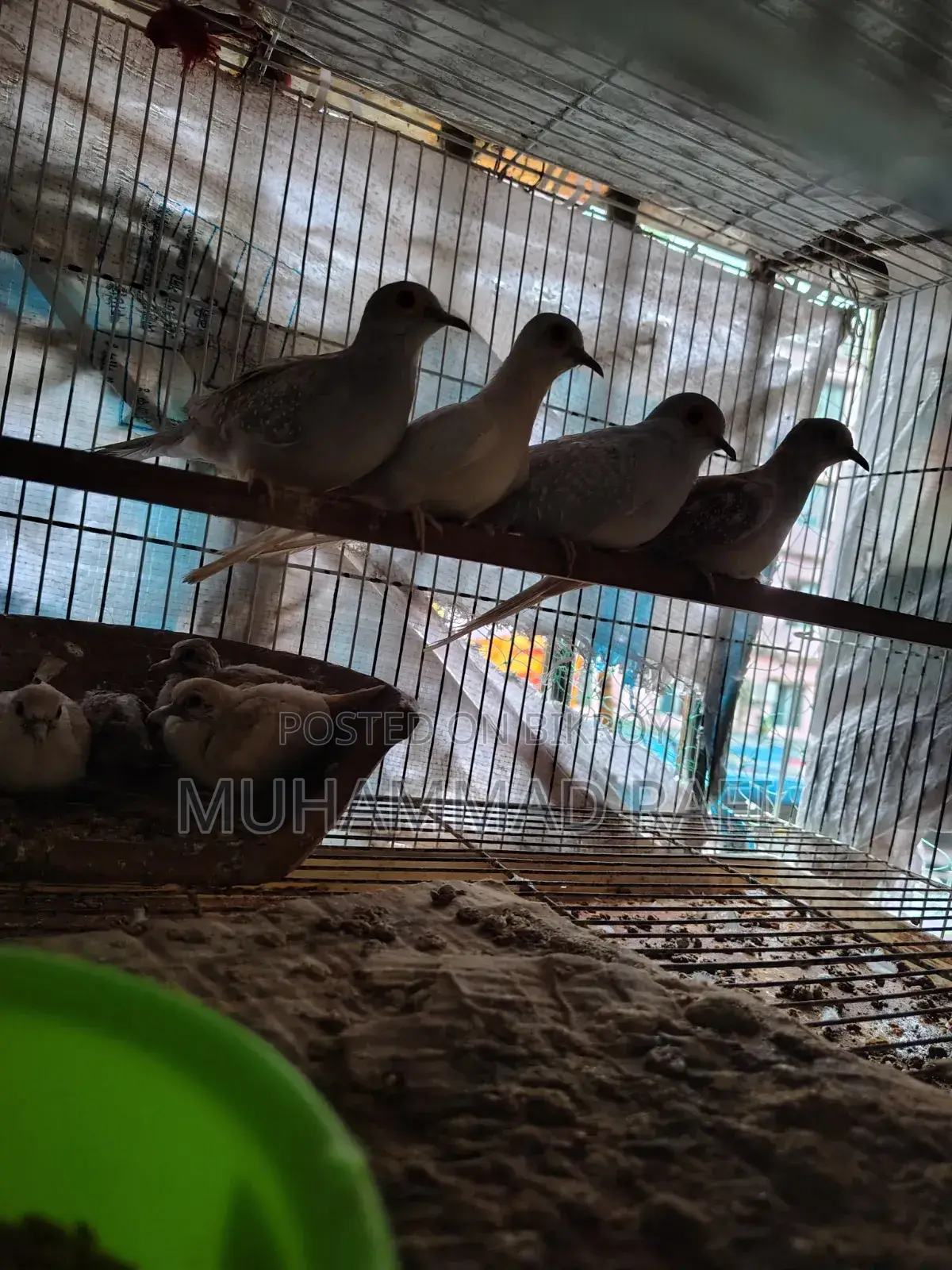 Diamond Dove