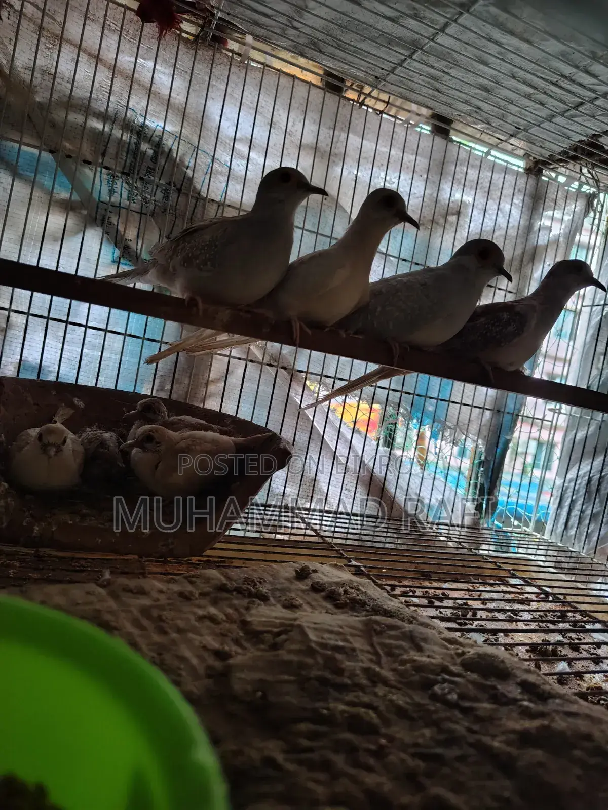 Diamond Dove