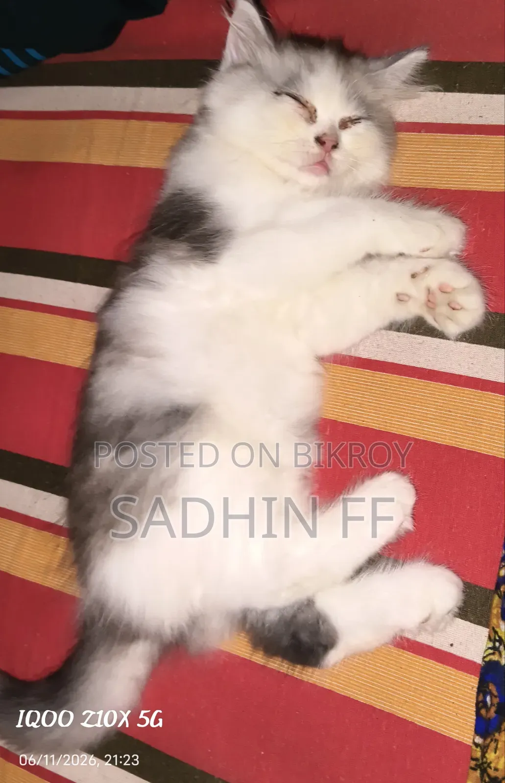 1-3 Months Female Purebred Persian