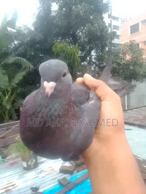 100% Running Female Pigeon