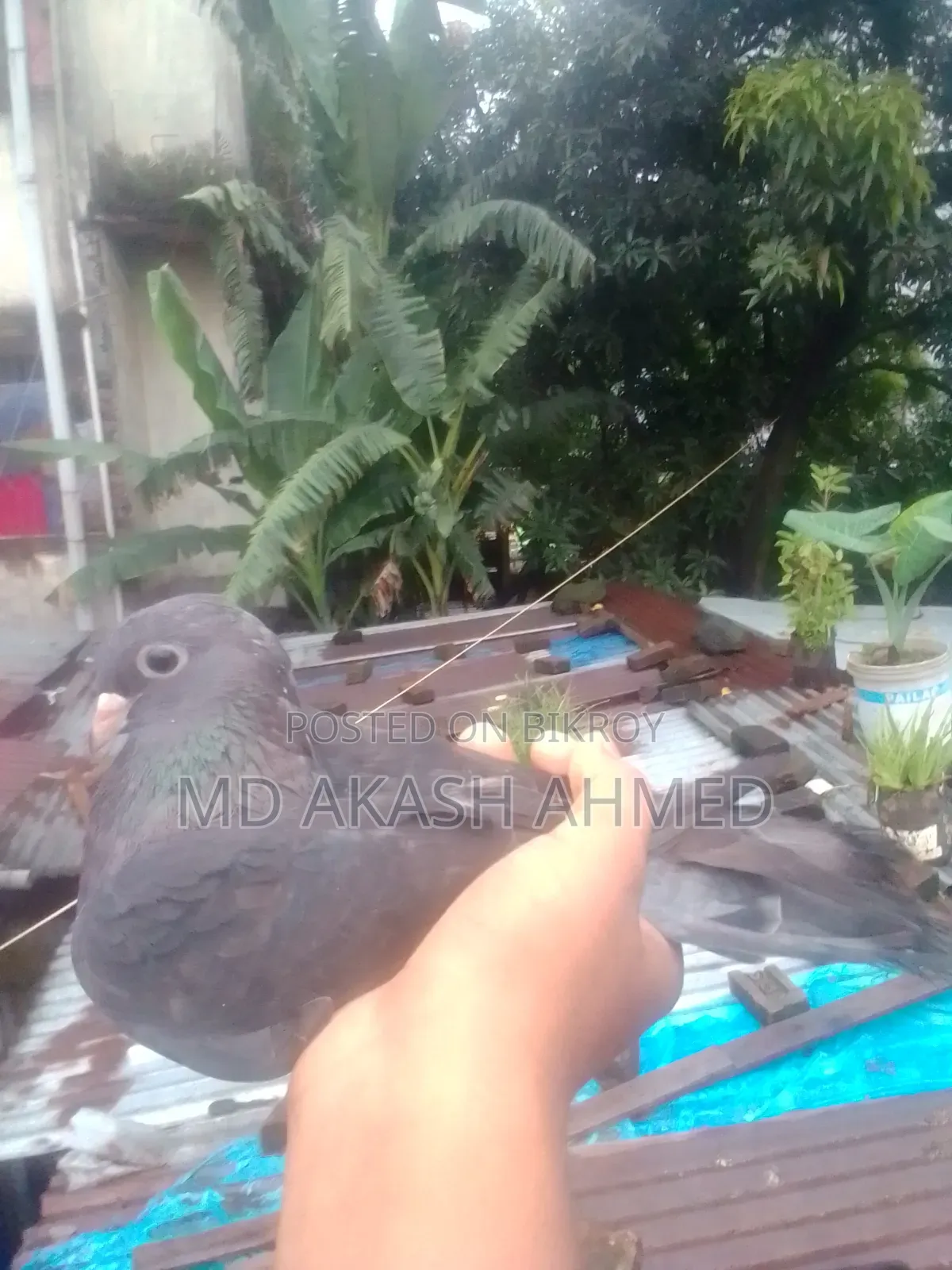 100% Running Female Pigeon