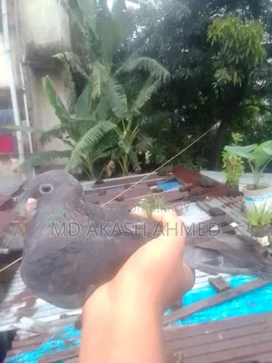 100% Running Female Pigeon