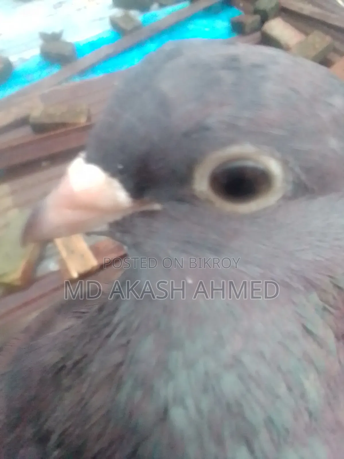 100% Running Female Pigeon