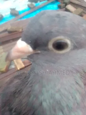 100% Running Female Pigeon