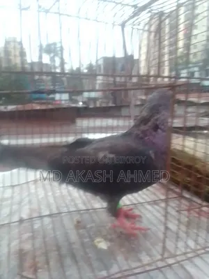 100% Running Female Pigeon