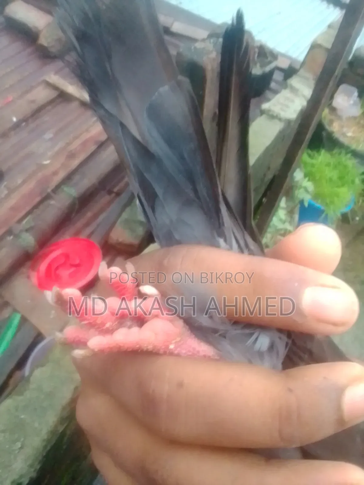100% Running Female Pigeon