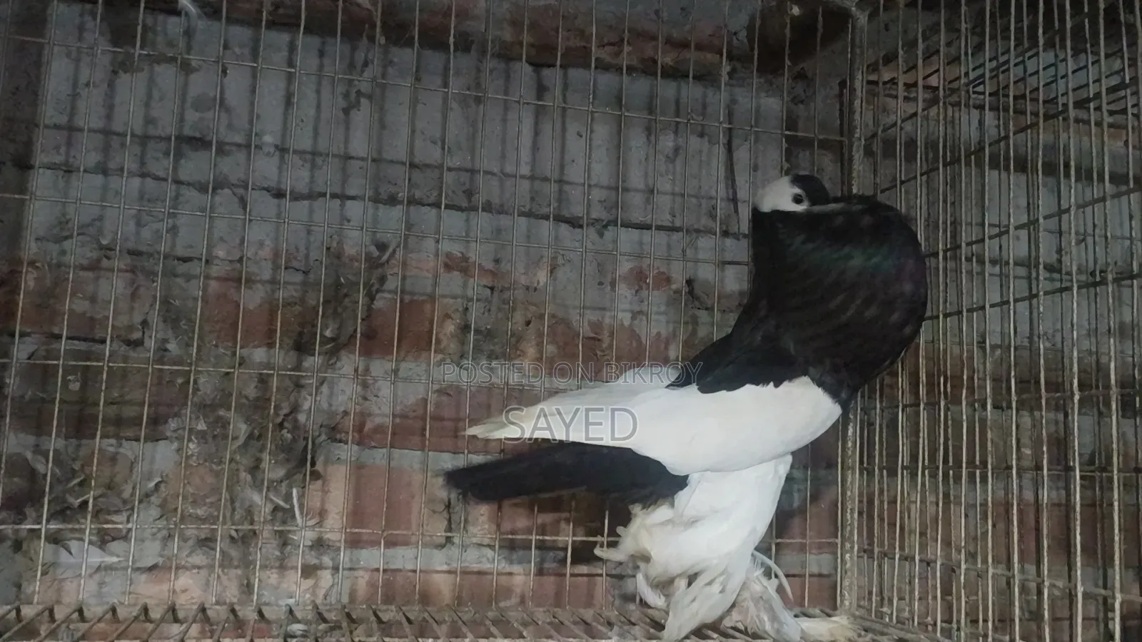 Black Poter Female