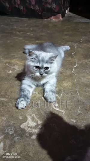 1-3 months Female Purebred Persian