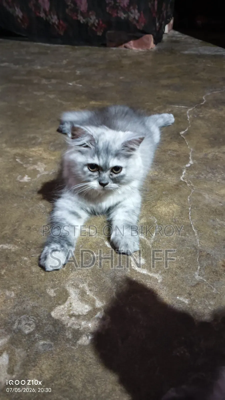 1-3 months Female Purebred Persian