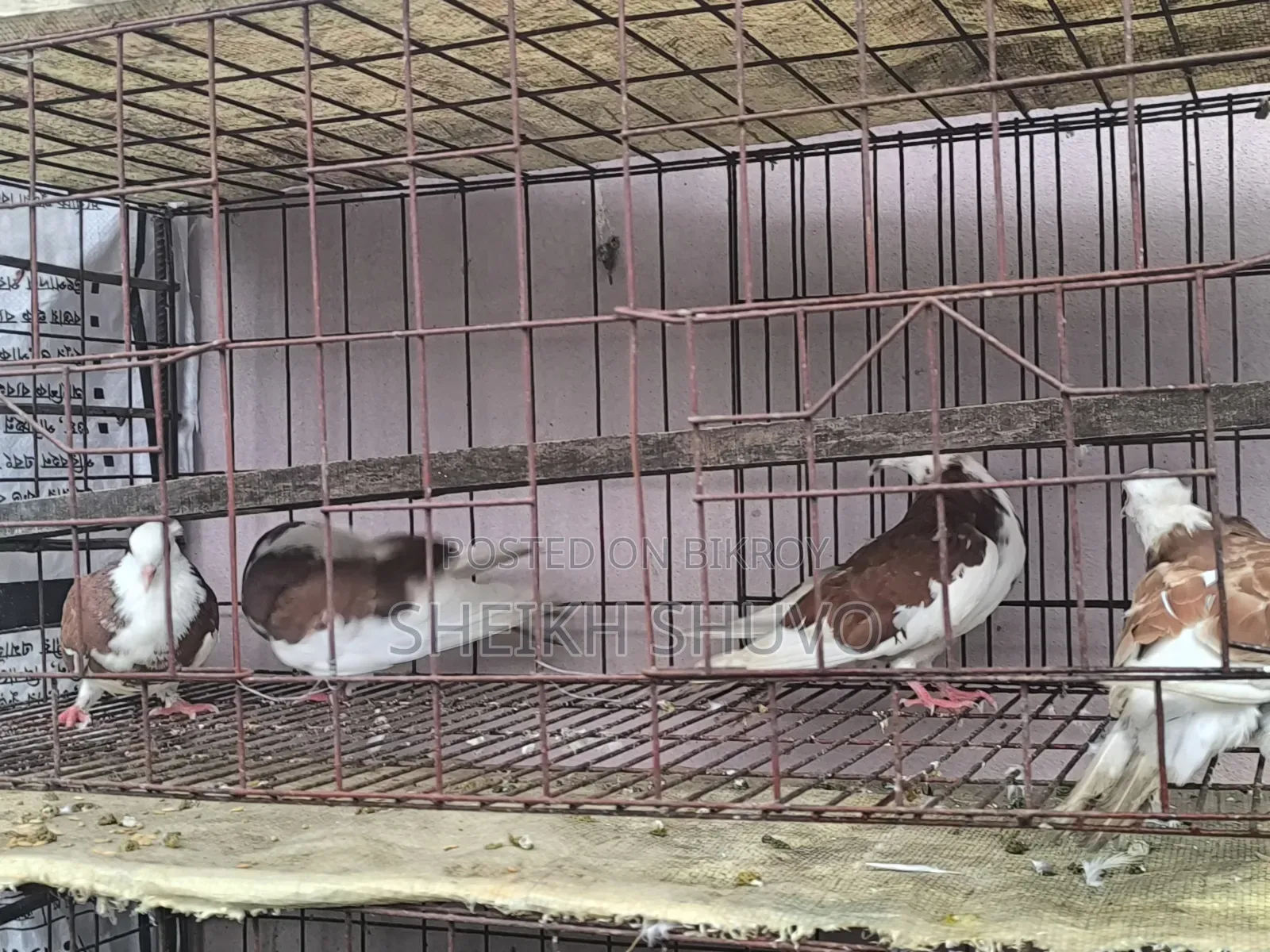 New Adult Pigeon