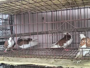 New Adult Pigeon