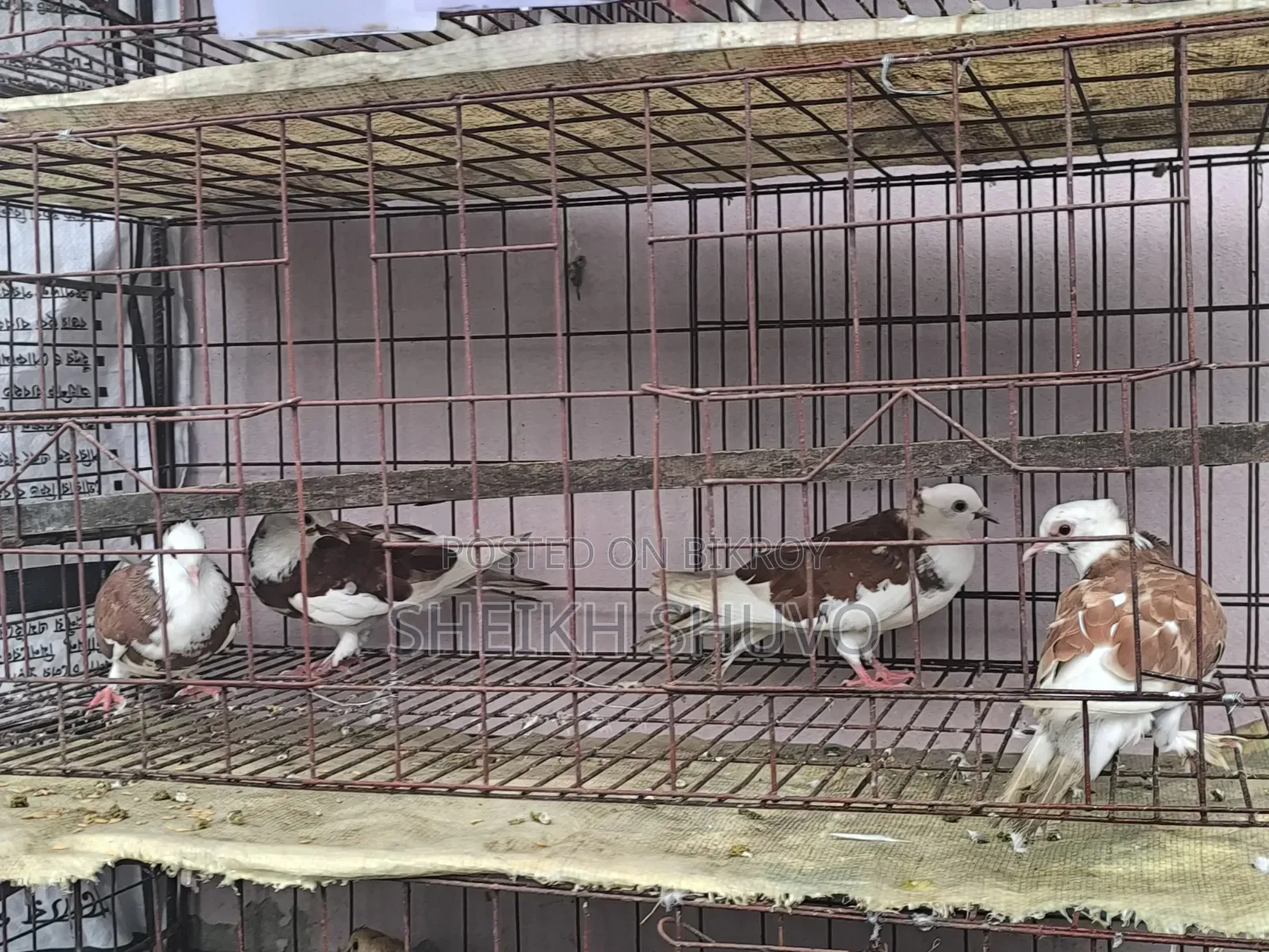 New Adult Pigeon