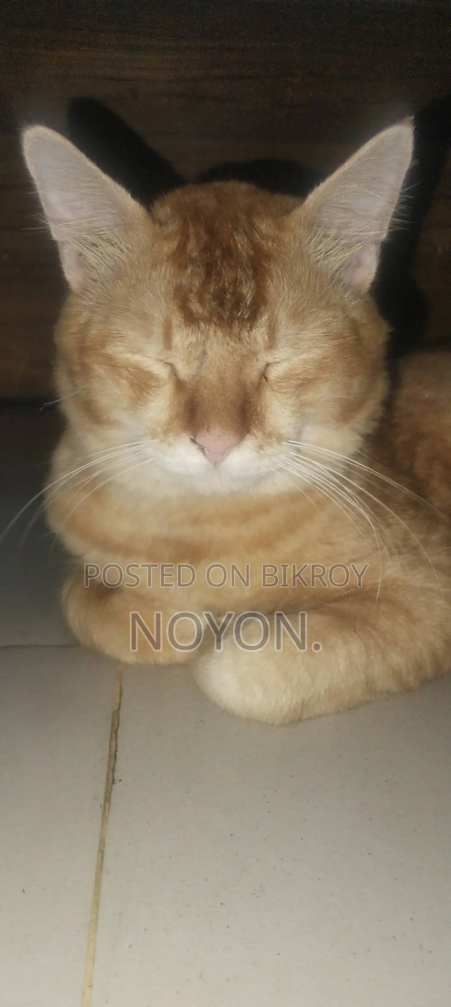 1+ Year Male Mixed Breed Persian