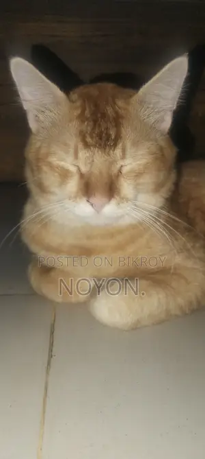 ১+ বছরের পুরুষ মিশ্র জাতের পার্সিয়ান