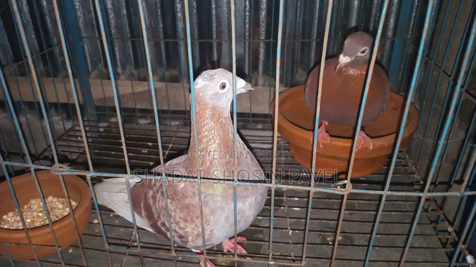 Red Checker Pigeon