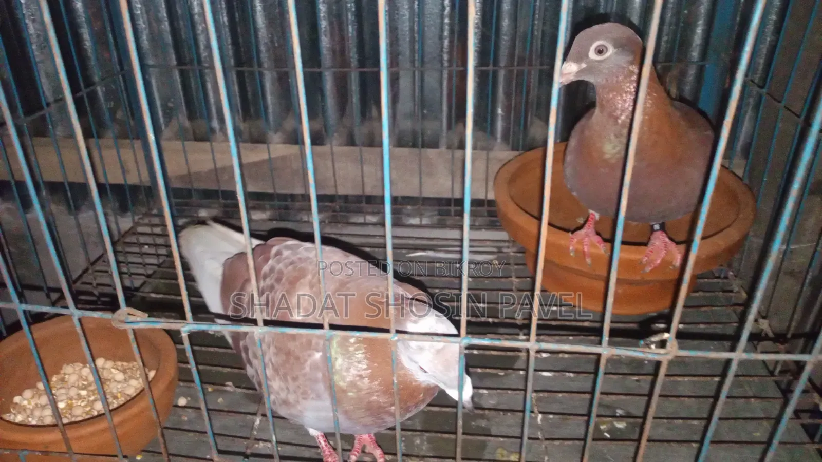 Red Checker Pigeon