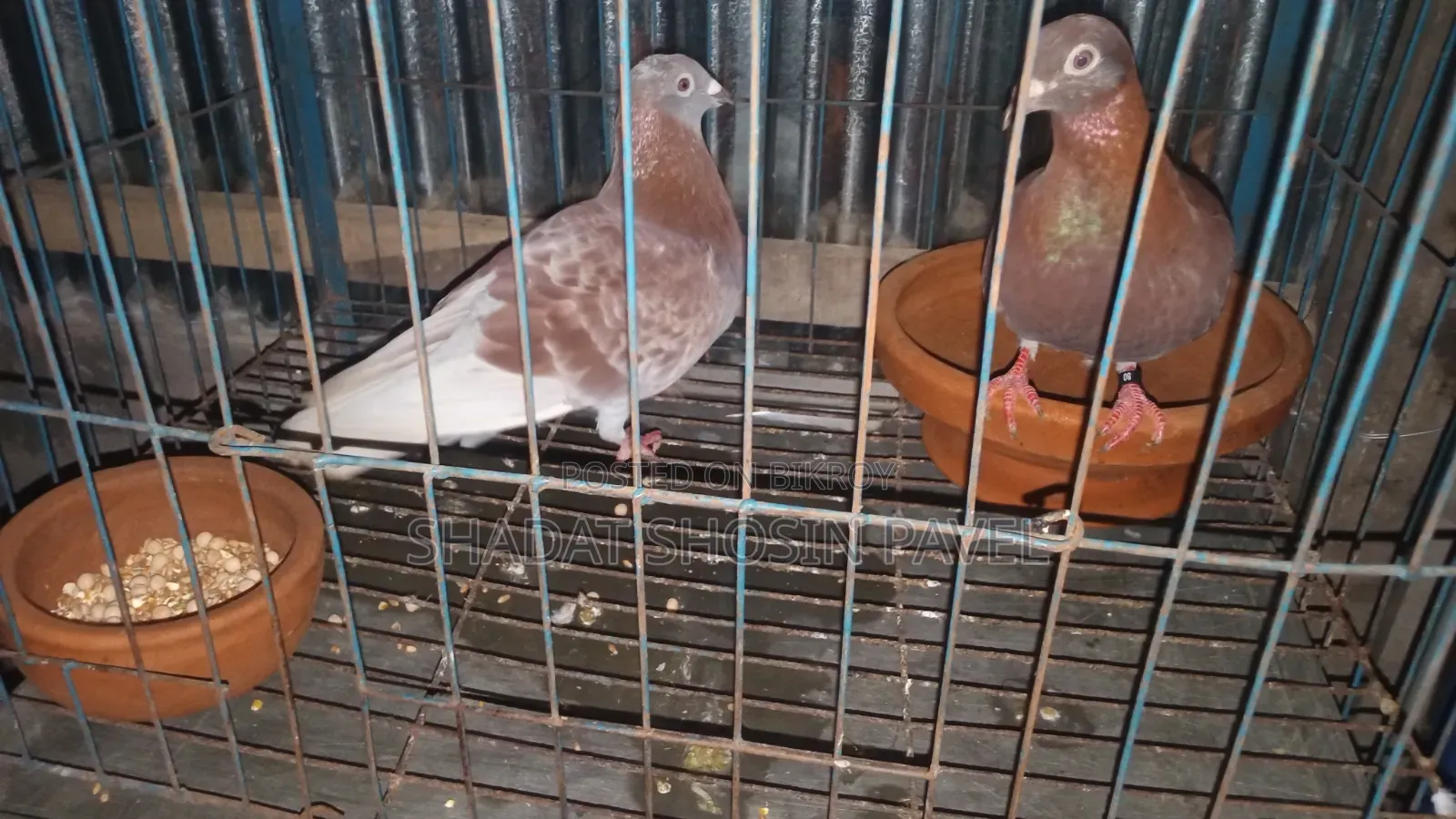 Red Checker Pigeon