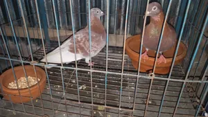 Red Checker Pigeon