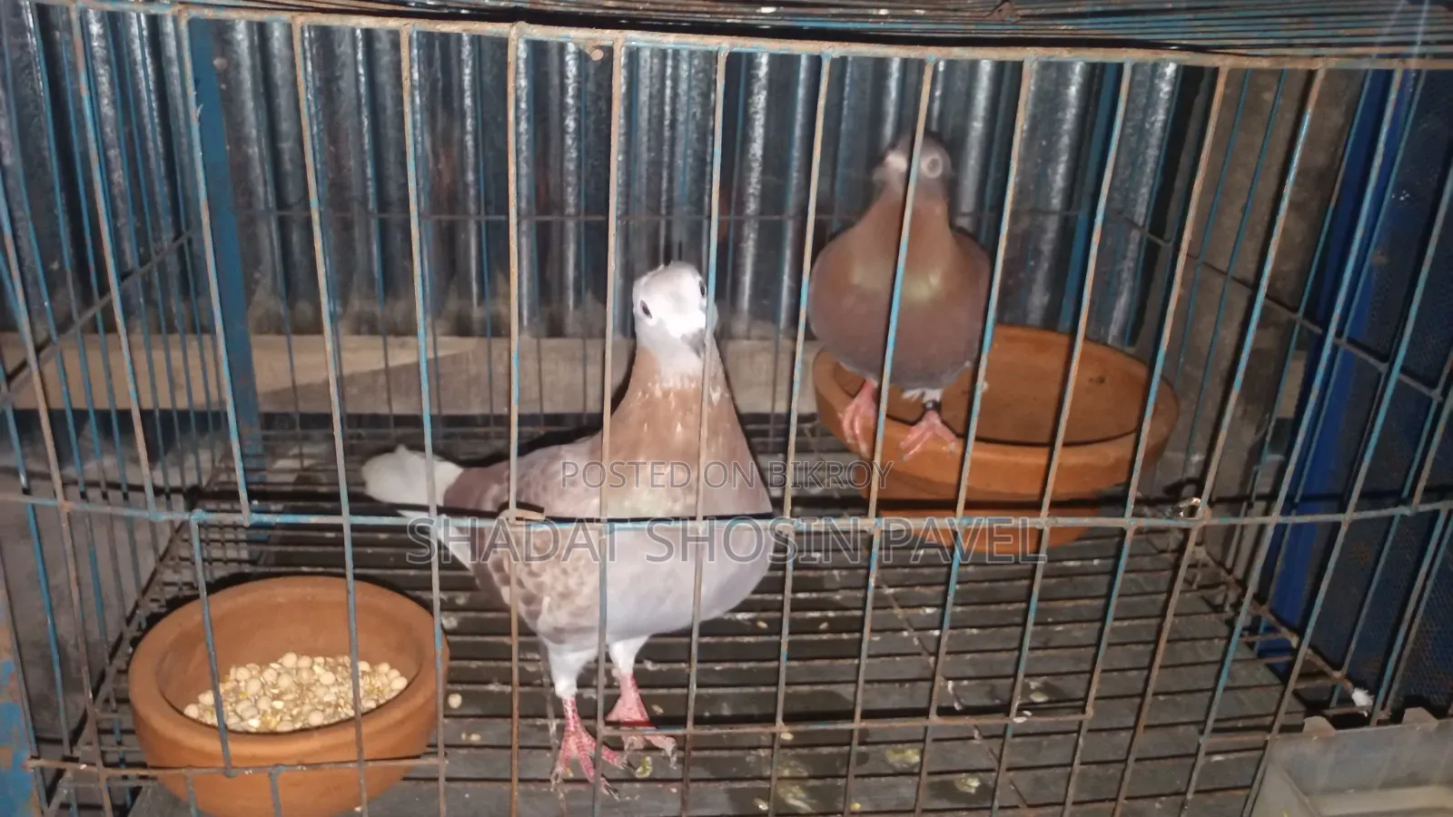 Red Checker Pigeon