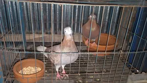 Red Checker Pigeon