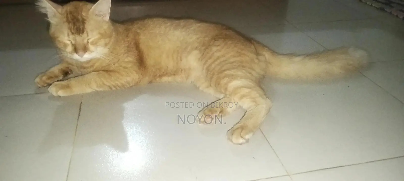 1+ Year Male Mixed Breed Persian