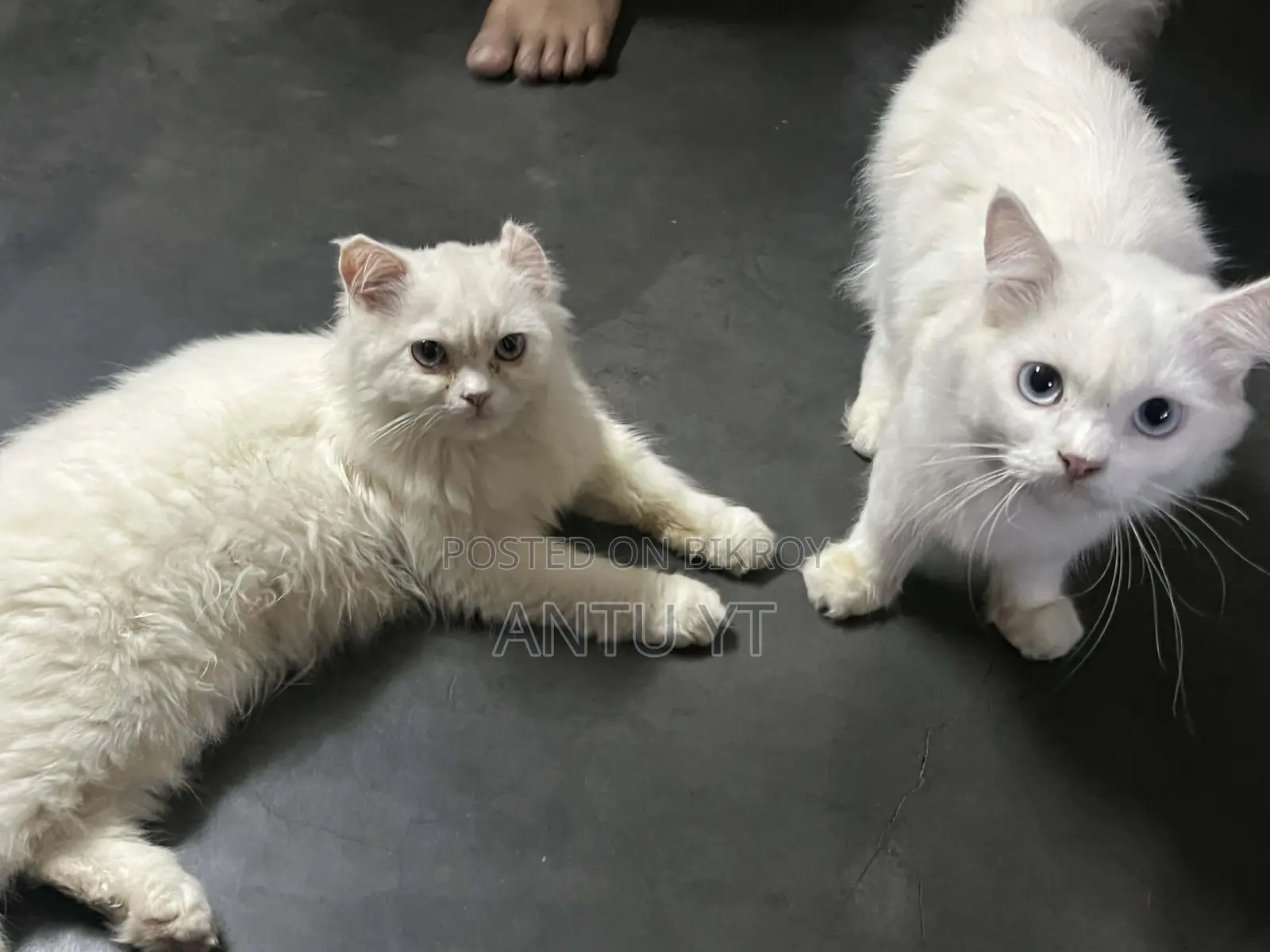 6-12 Months Female Purebred Persian