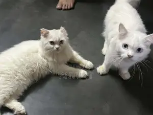 6-12 Months Female Purebred Persian