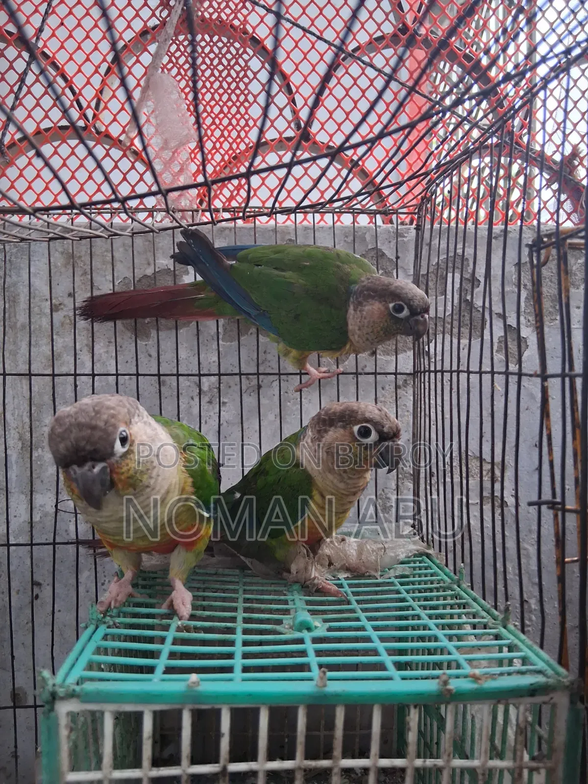 Conure bird price taka each.