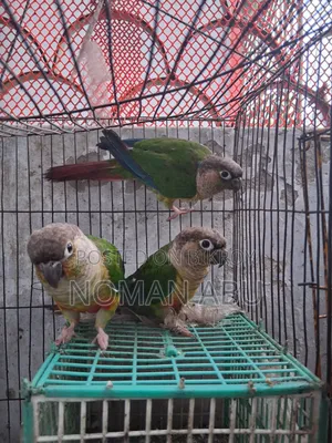 কনুর পাখির দাম প্রতিটির জন্য।