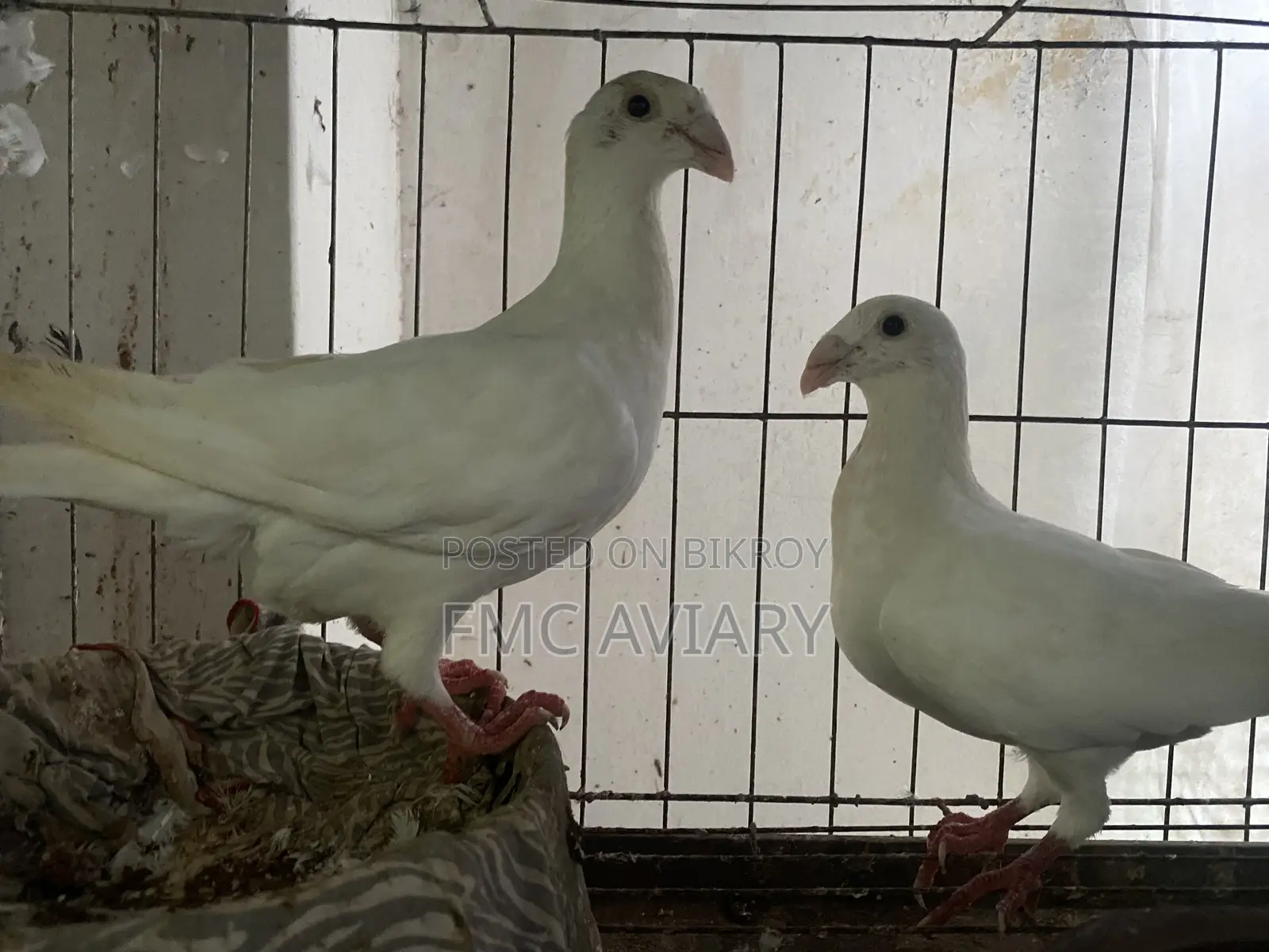 White Beauty Huma