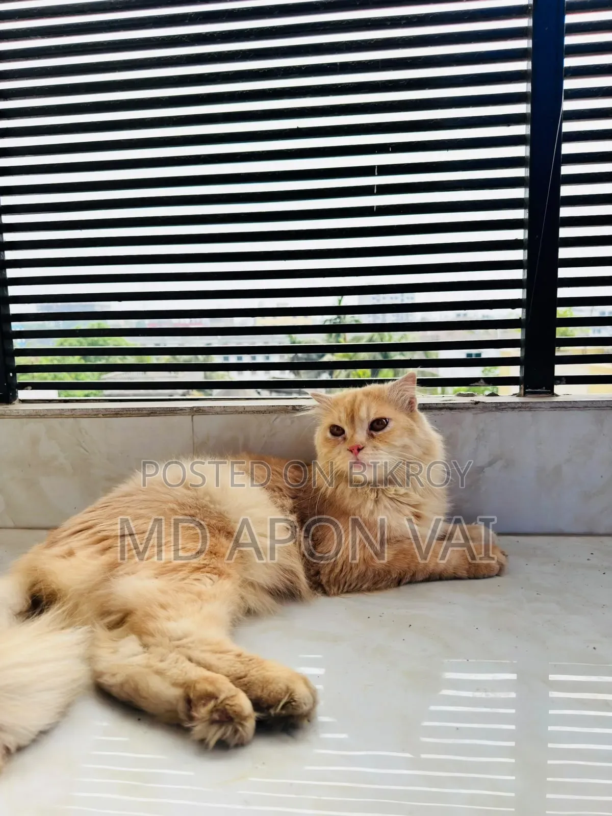 6-12 Months Male Purebred Persian