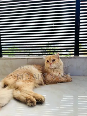 6-12 Months Male Purebred Persian