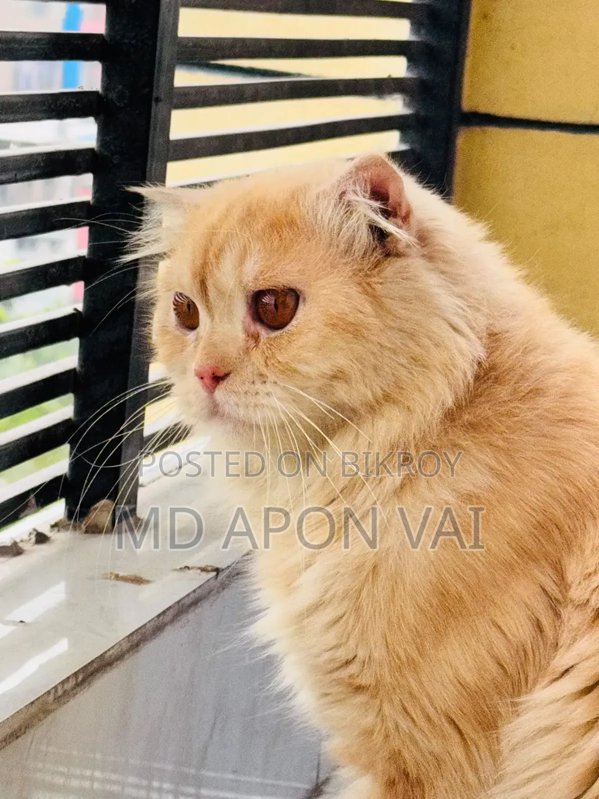 6-12 Months Male Purebred Persian