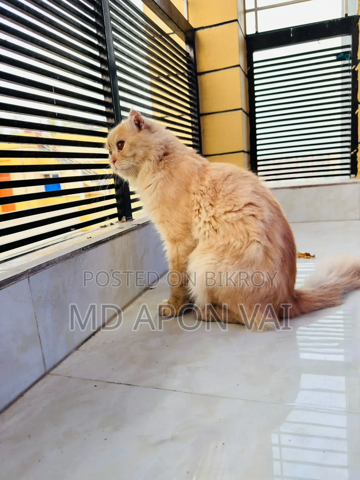6-12 Months Male Purebred Persian