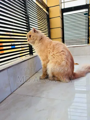 6-12 Months Male Purebred Persian