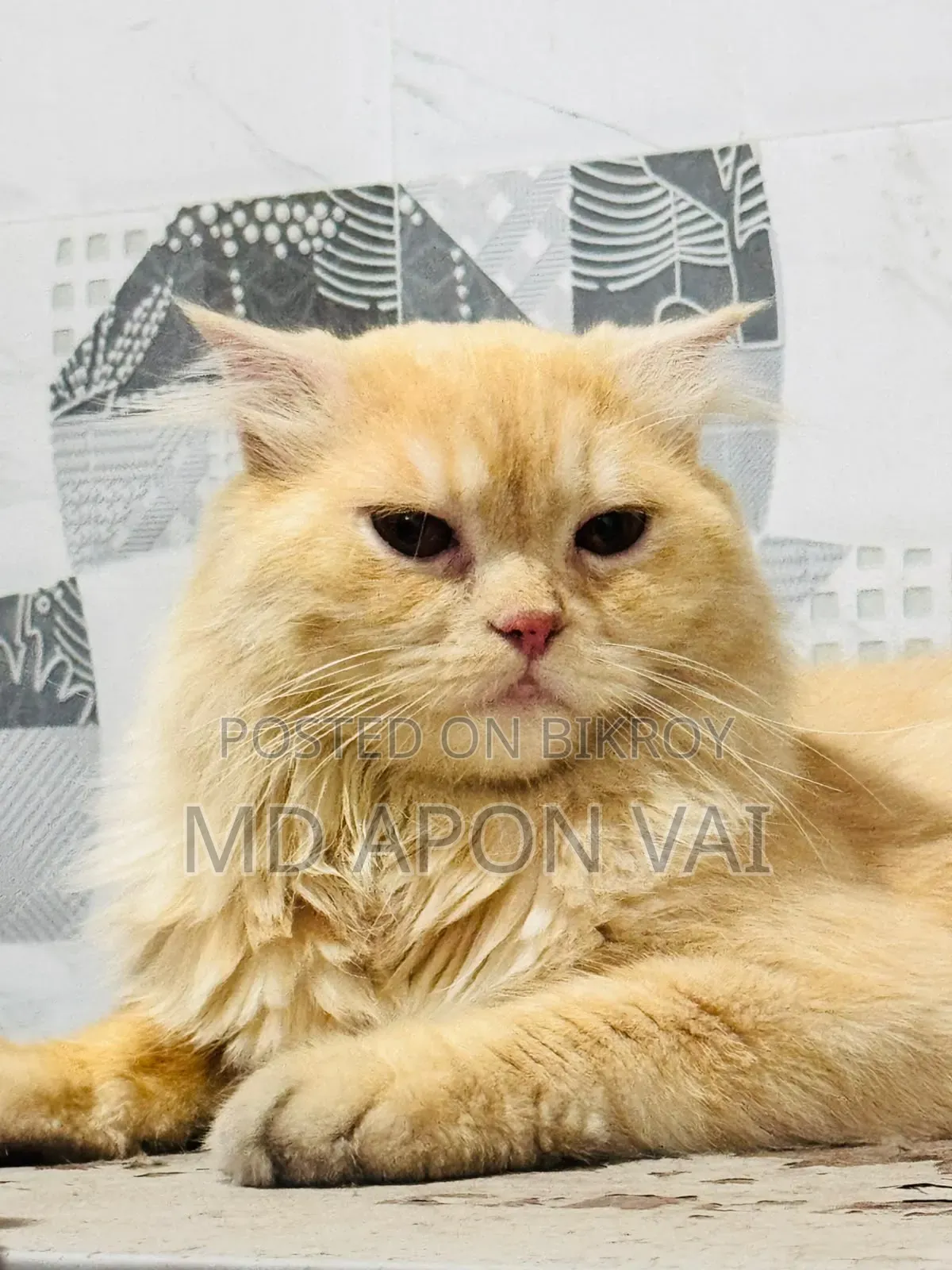 6-12 Months Male Purebred Persian