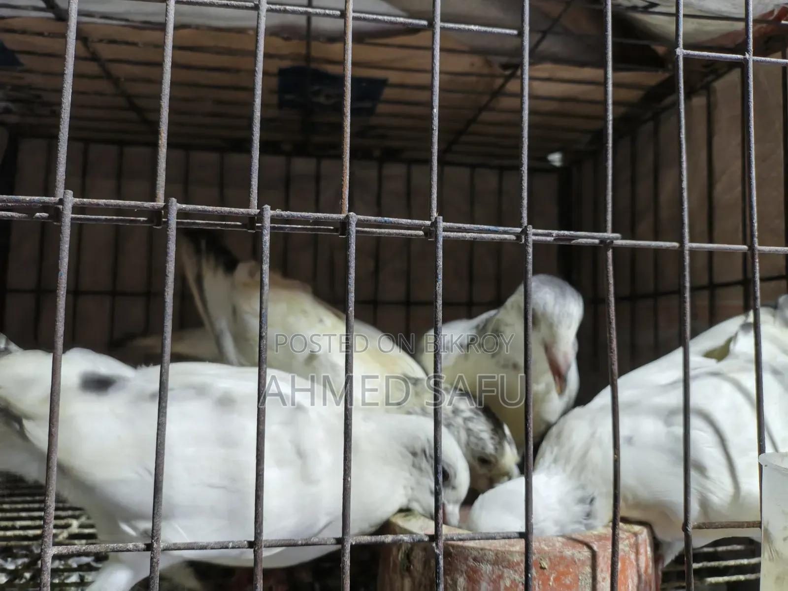 কবুতর বিক্রি হবে