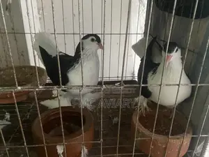 ব্ল্যাক সিরাজি জোড়া