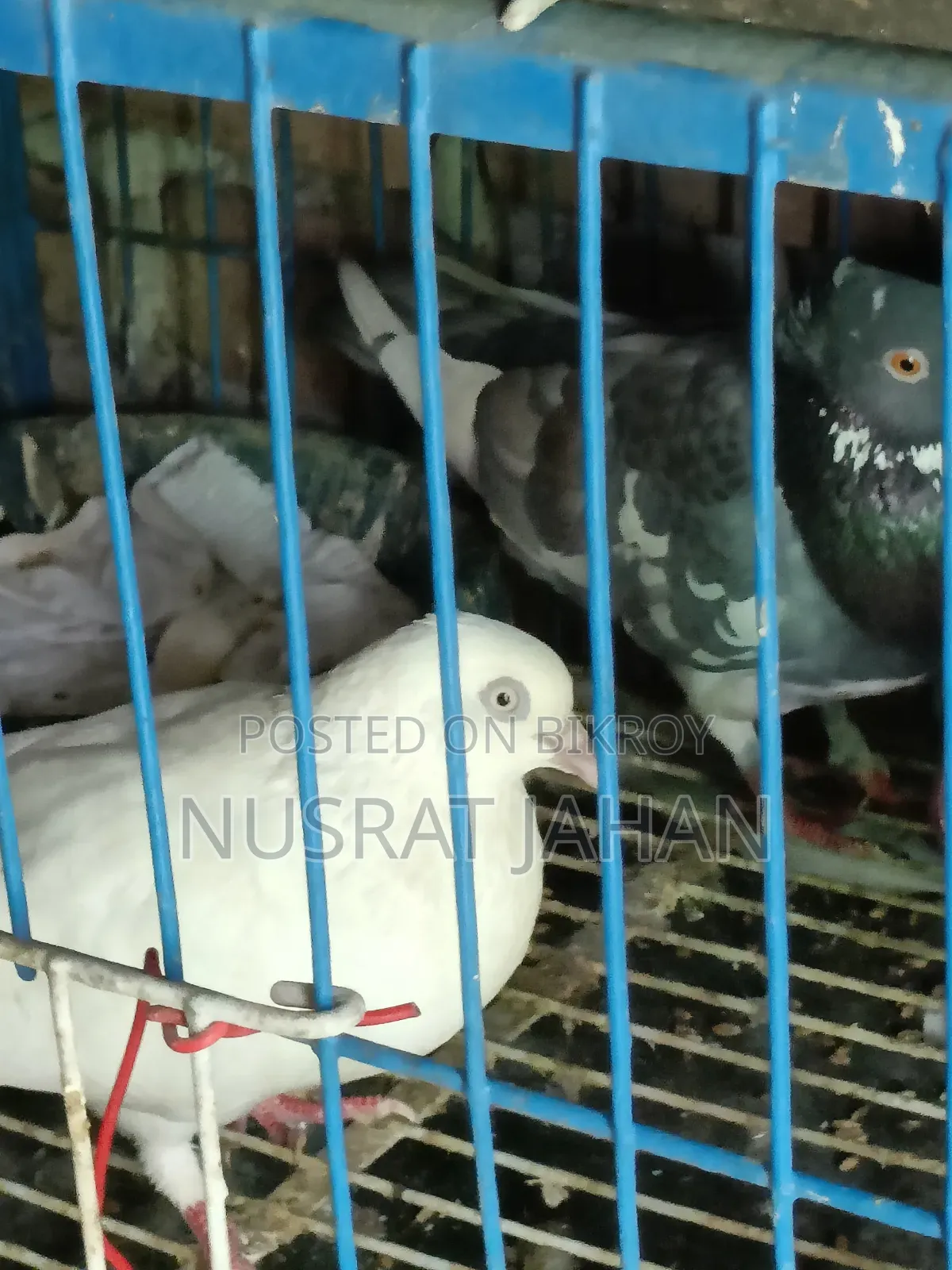 High-quality Pakistani Teddy Pigeon