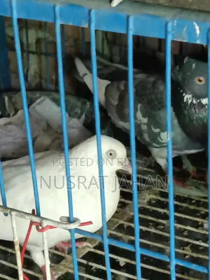 High-quality Pakistani Teddy Pigeon