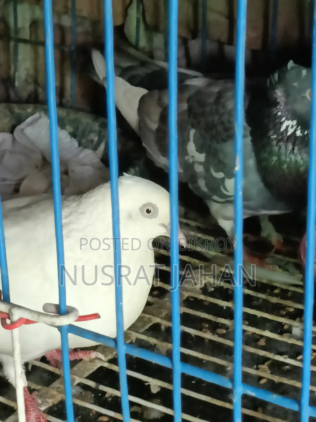 High-quality Pakistani Teddy Pigeon