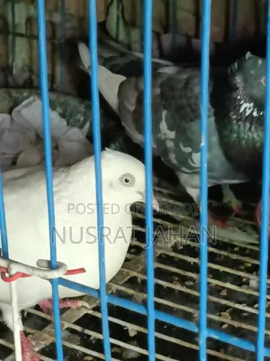 High-quality Pakistani Teddy Pigeon