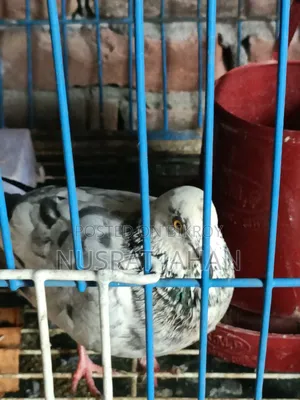 High-quality Pakistani Teddy Pigeon