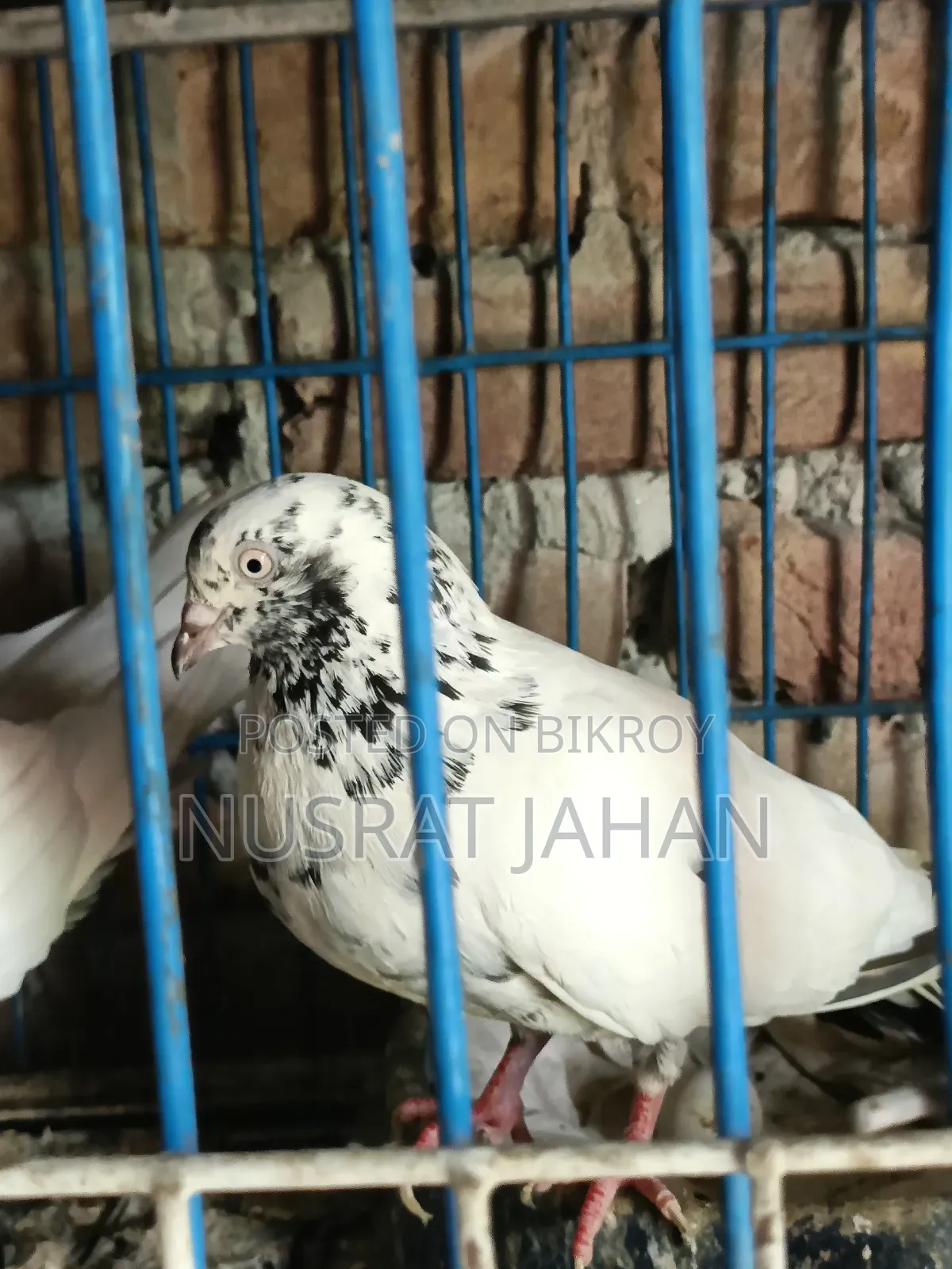 High-quality Pakistani Teddy Pigeon