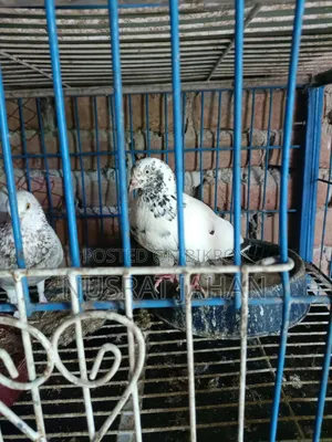 High-quality Pakistani Teddy Pigeon