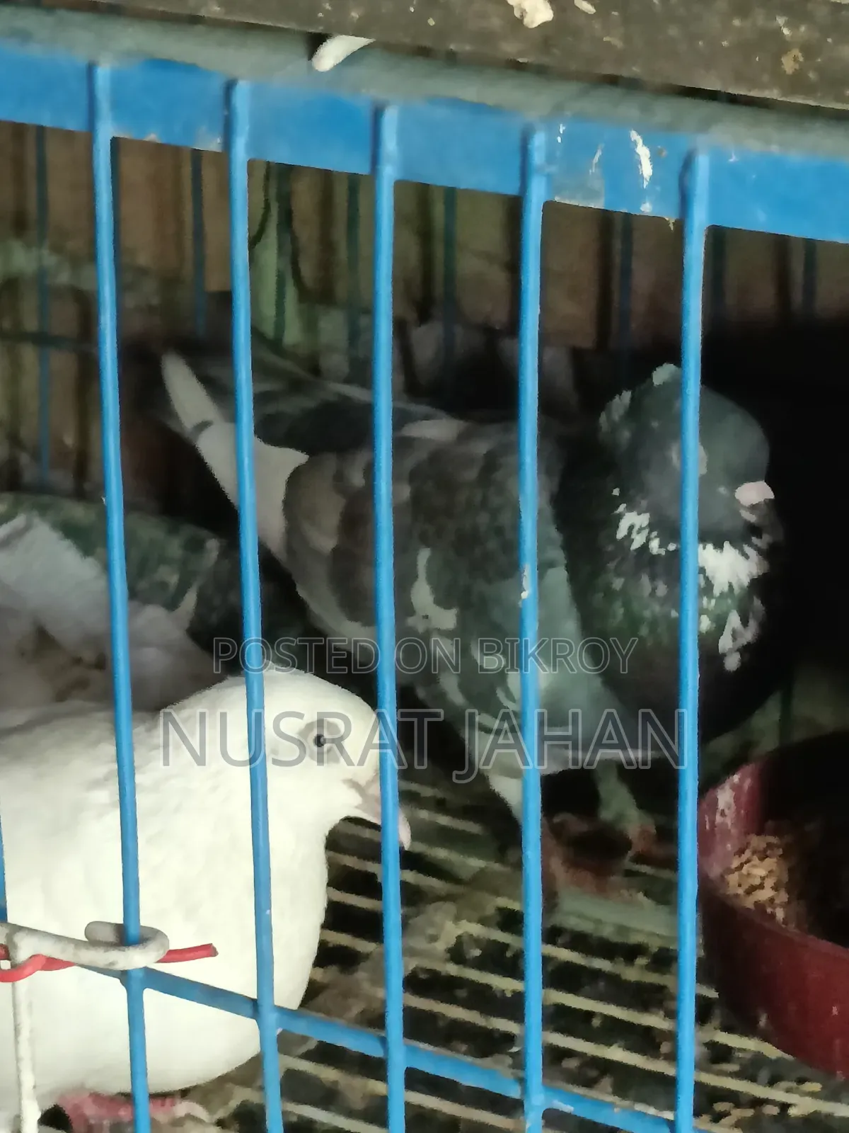 High-quality Pakistani Teddy Pigeon