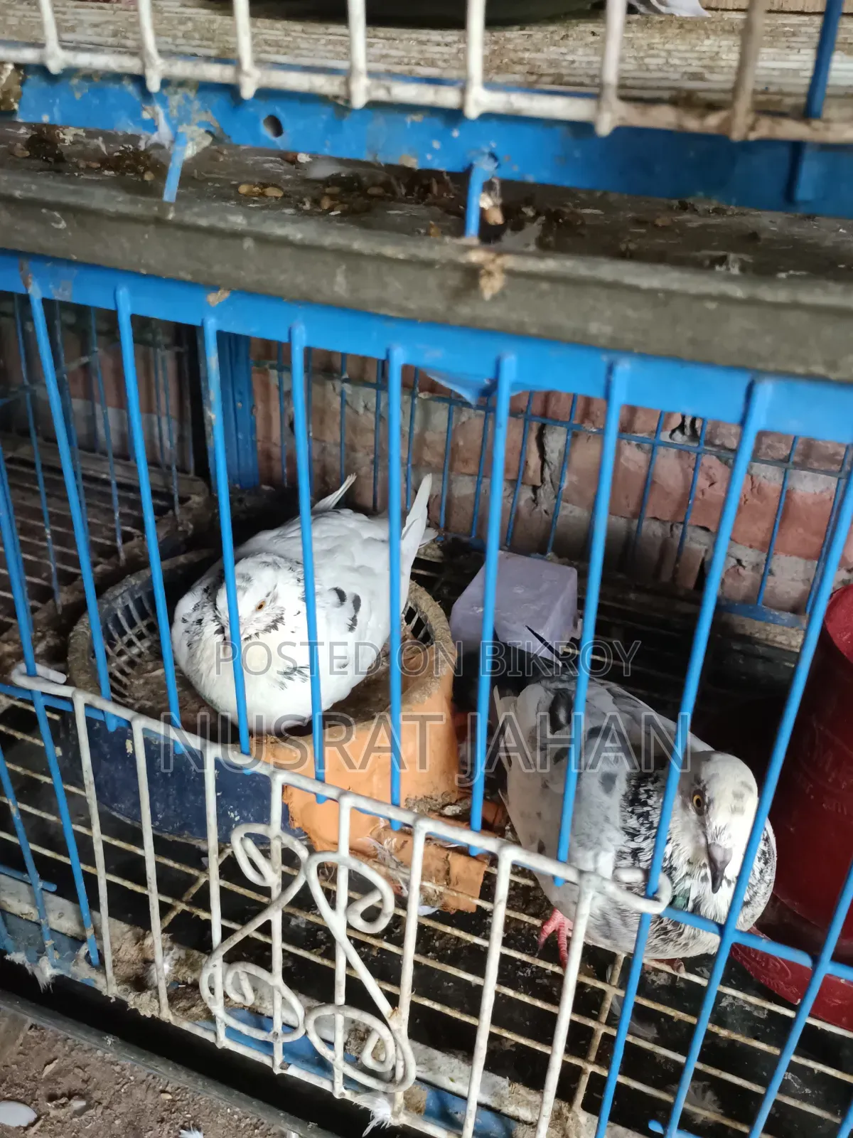 High-quality Pakistani Teddy Pigeon